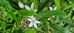 Philotheca myoporoides
