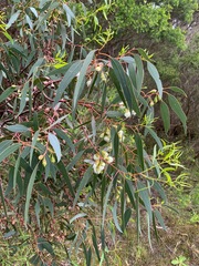 Eucalyptus leucoxylon megalocarpa