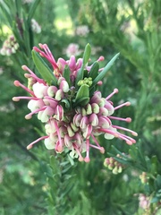 Grevillea iaspicula