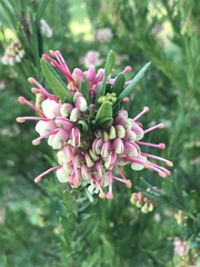 Grevillea iaspicula
