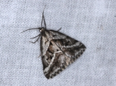 Dichromodes stilbiata