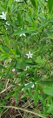 Philotheca myoporoides