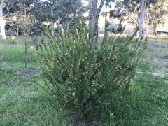 Grevillea iaspicula