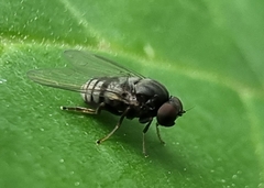 Lindneromyia