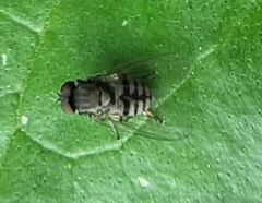 Lindneromyia