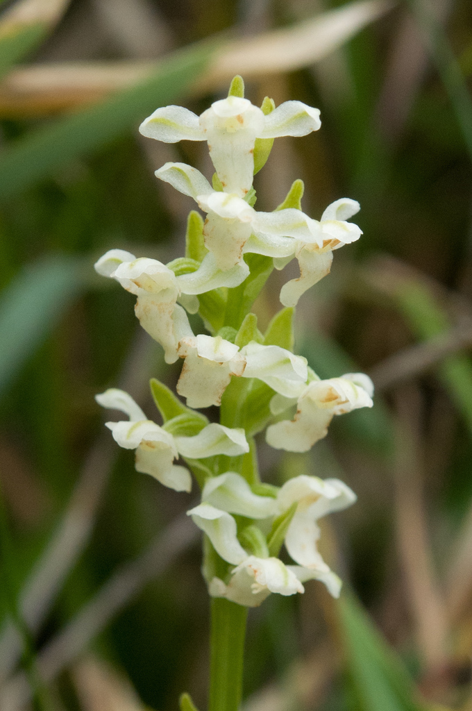 Short-spurred Rein Orchid