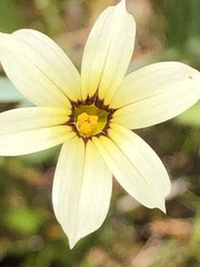 Sisyrinchium micranthum