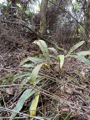 Elaphoglossum paleaceum