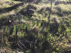 Eucalyptus pauciflora pauciflora