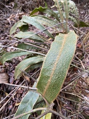 Elaphoglossum paleaceum