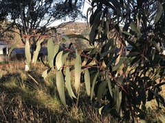 Eucalyptus pauciflora pauciflora