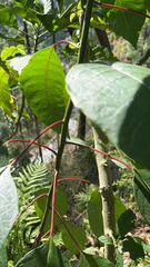 Homalanthus populifolius