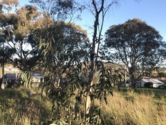Eucalyptus pauciflora pauciflora