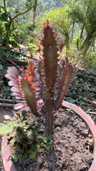 Euphorbia trigona