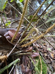 Elaphoglossum paleaceum