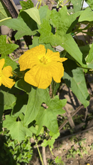 Luffa aegyptiaca