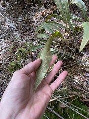 Elaphoglossum paleaceum