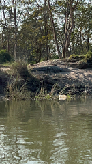 Crocodylus palustris