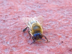 Apis mellifera