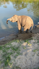 Elephas maximus indicus