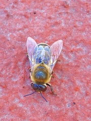 Apis mellifera