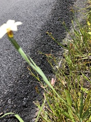 Sisyrinchium micranthum