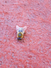 Apis mellifera