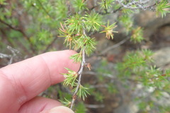 Cliffortia atrata