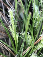 Carex breviculmis