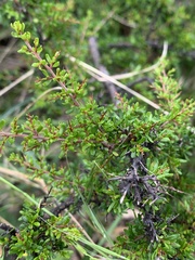 Cryptandra spinescens