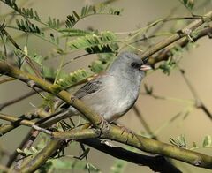 Junco hyemalis caniceps