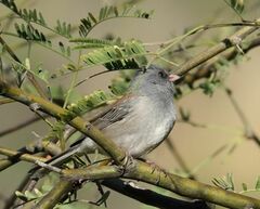 Junco hyemalis caniceps