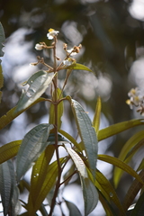Miconia xalapensis