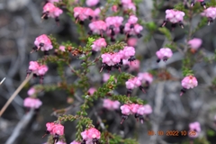 Erica spumosa