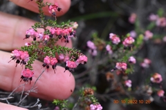 Erica spumosa