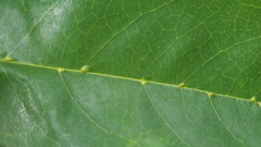 Aceria annonae
