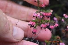 Erica spumosa