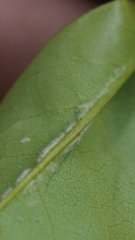 Aceria annonae
