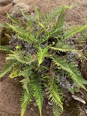 Pityrogramma austroamericana