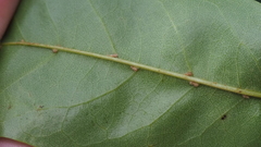 Aceria annonae