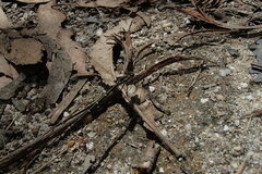 Austroargiolestes isabellae