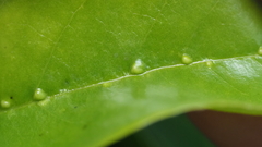 Aceria annonae