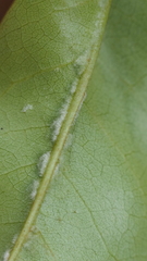 Aceria annonae