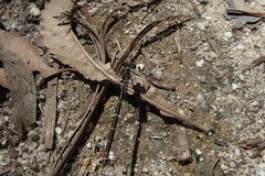 Austroargiolestes isabellae