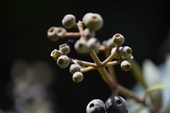 Miconia xalapensis