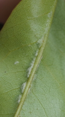 Aceria annonae