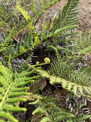 Pityrogramma austroamericana