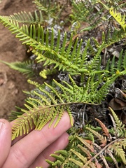 Pityrogramma austroamericana