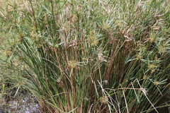 Cyperus textilis