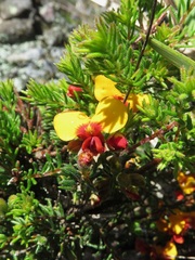 Dillwynia phylicoides